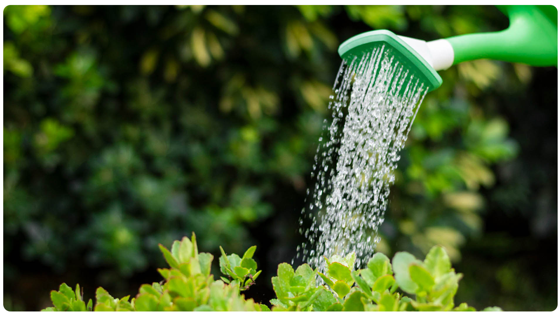 12 choses à savoir pour l’arrosage de son jardin par temps chaud