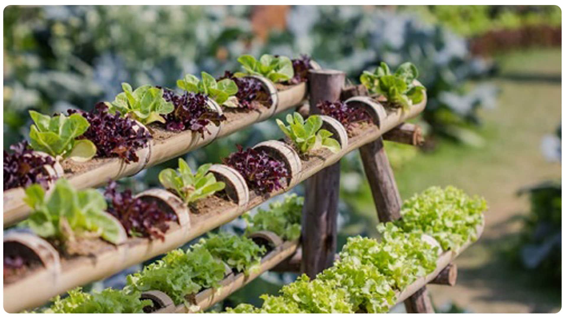 Votre agenda pour jardiner : le potager en janvier : préparation des sols, plantations et semis