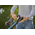 GARDENA Taille-haies EasyCut 40/18V P4A - Kit pret a l'emploi - 14733-20