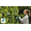 BOSCH taille-haies  450W Easy HedgeCut 55 - 0600847C02